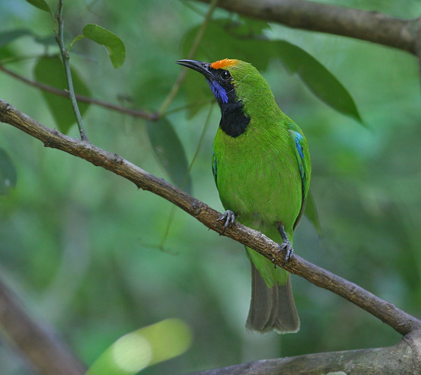 Golden fronted leafbird