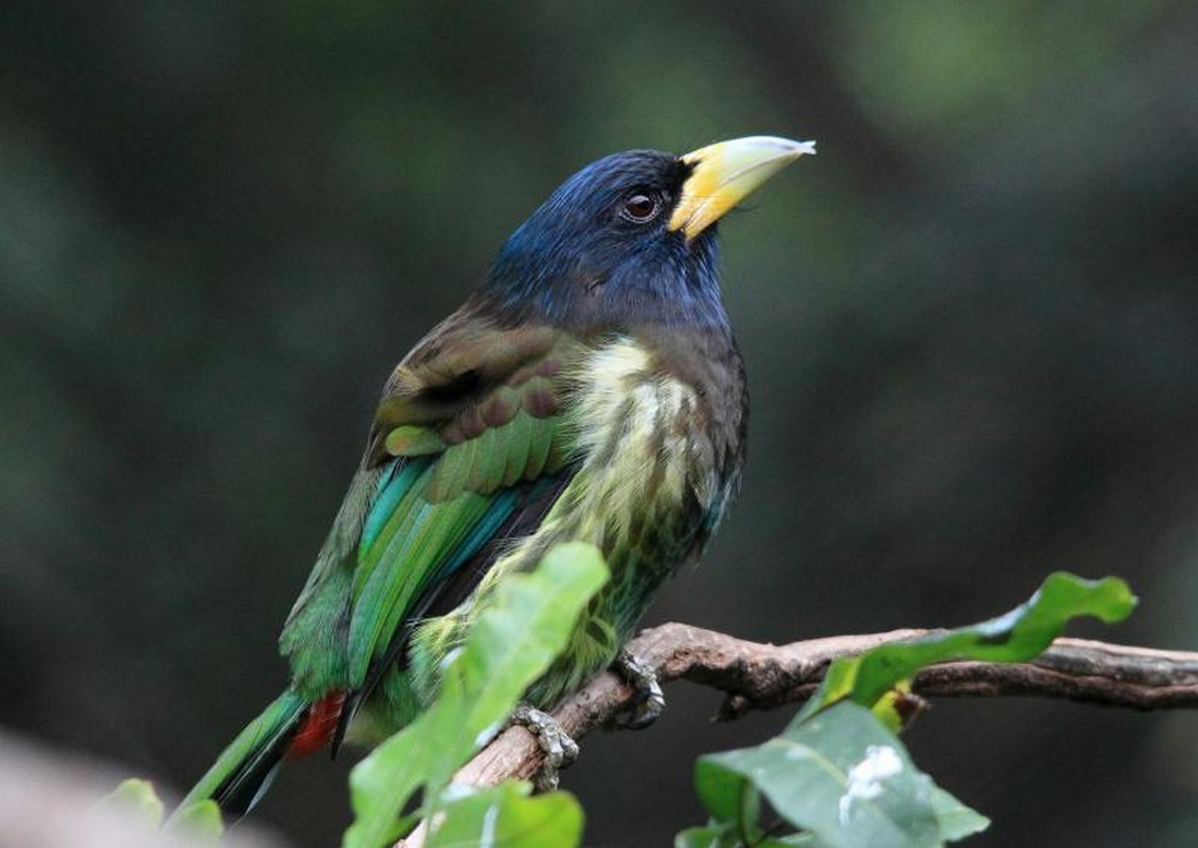 Great Barbet