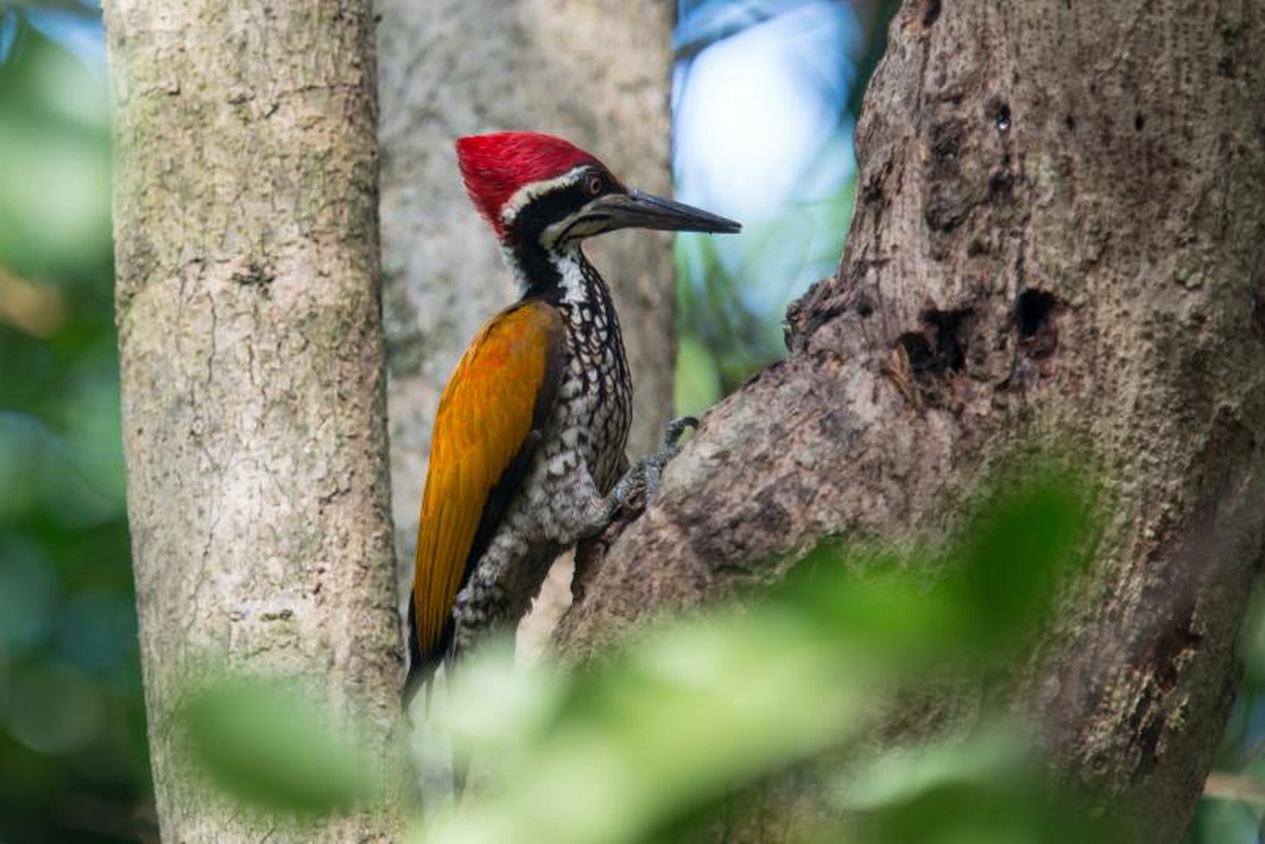 Greater Flameback