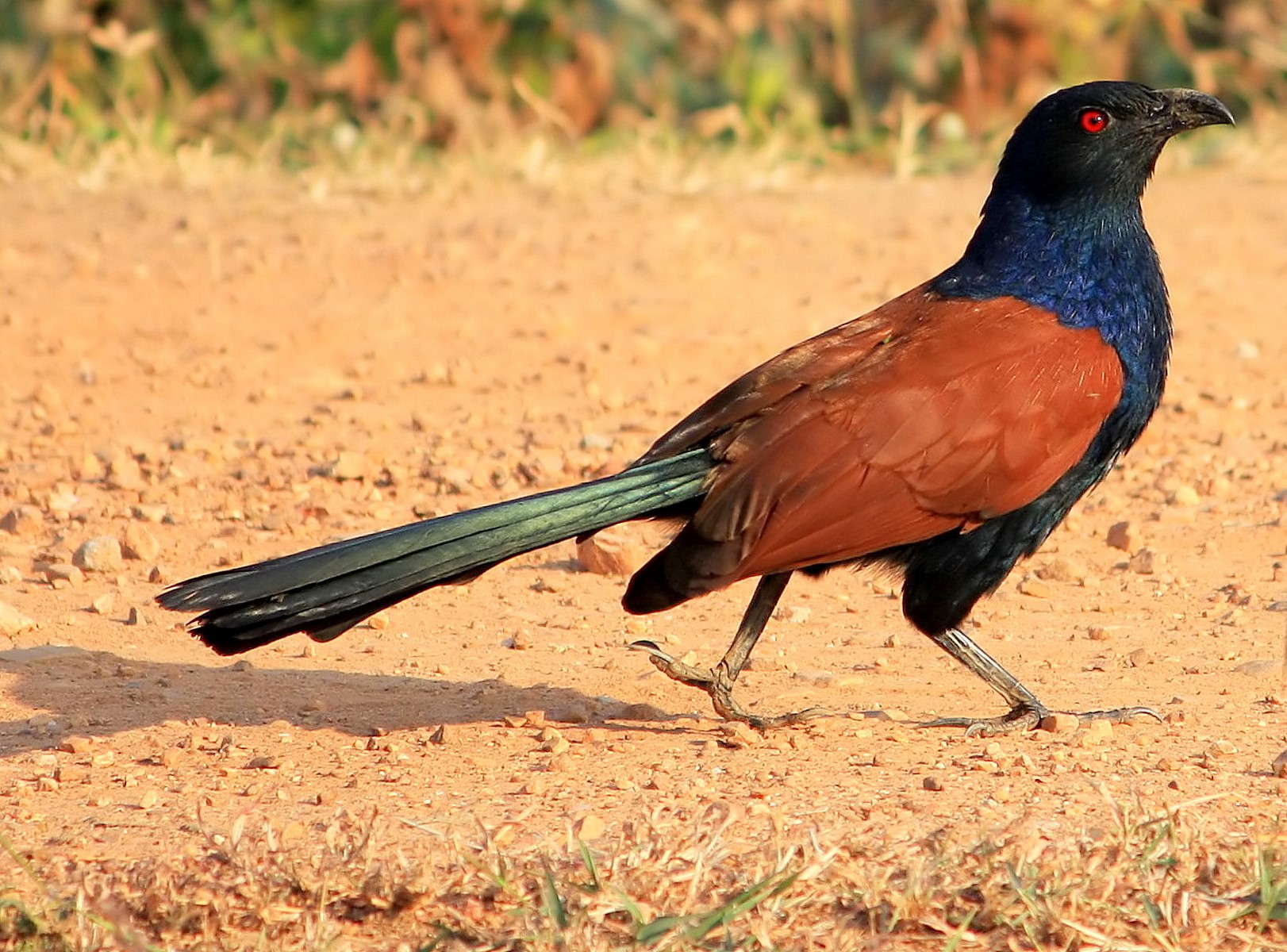 Greater coucals,