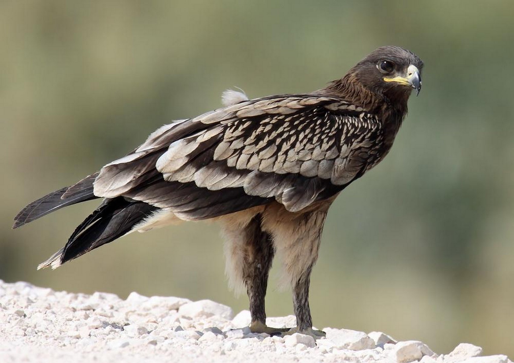 Greater spotted eagle