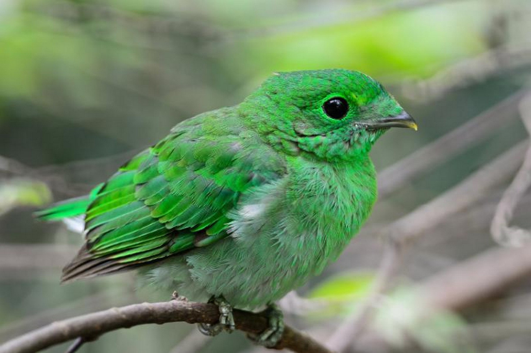 Green Broadbill