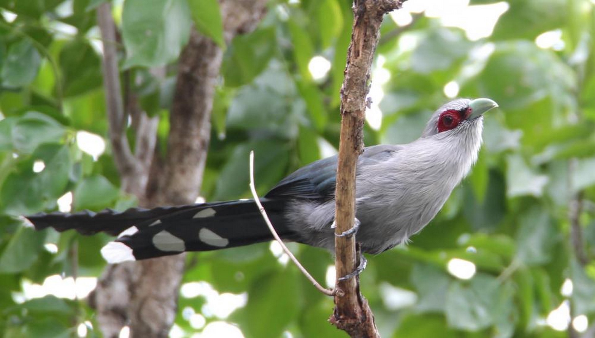 Green billed Malkoha