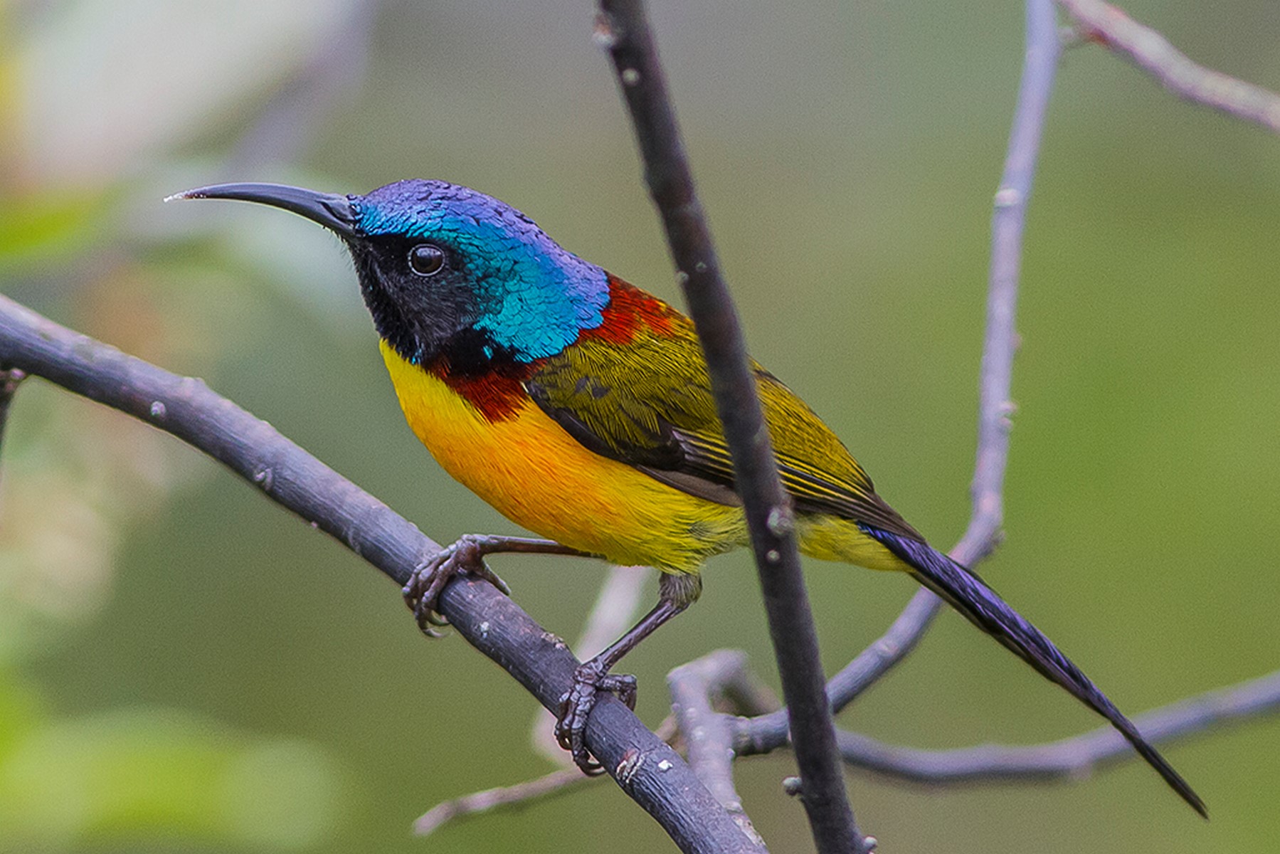 Green tailed sunbird