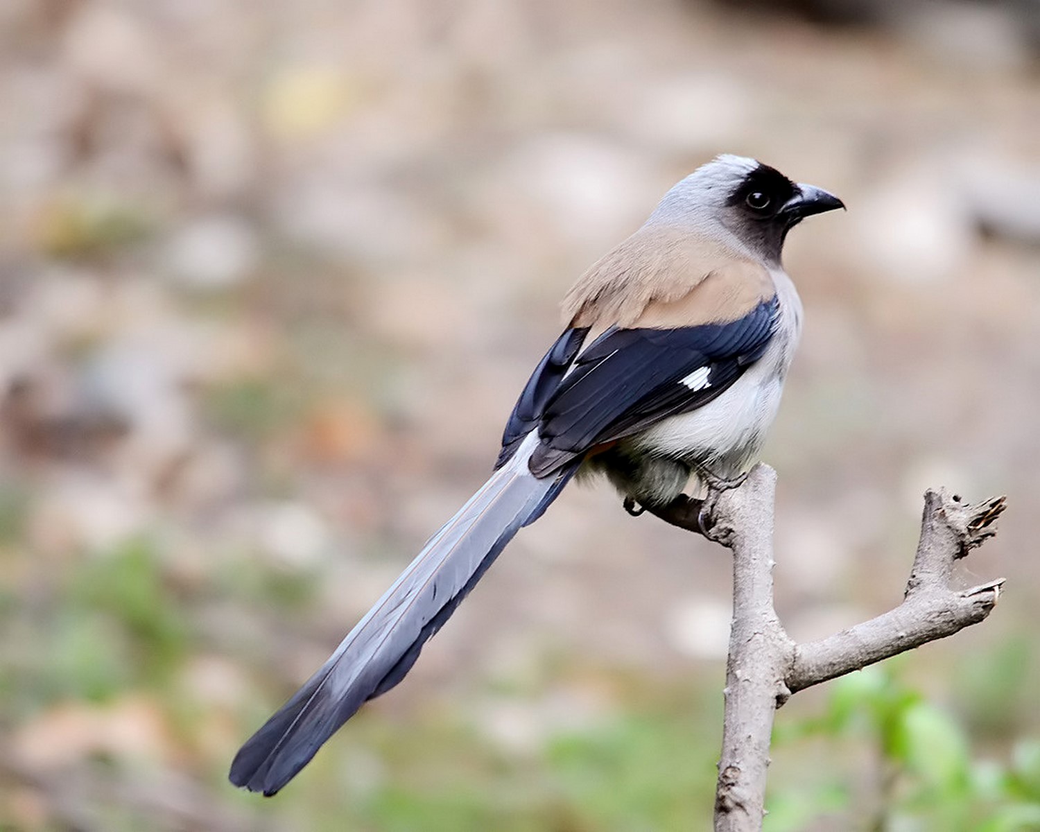 Grey Treepie