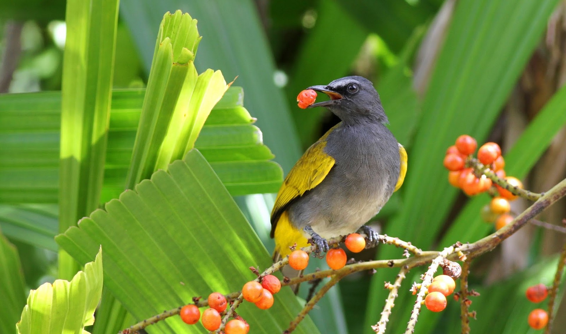 Grey bellied Bulbul