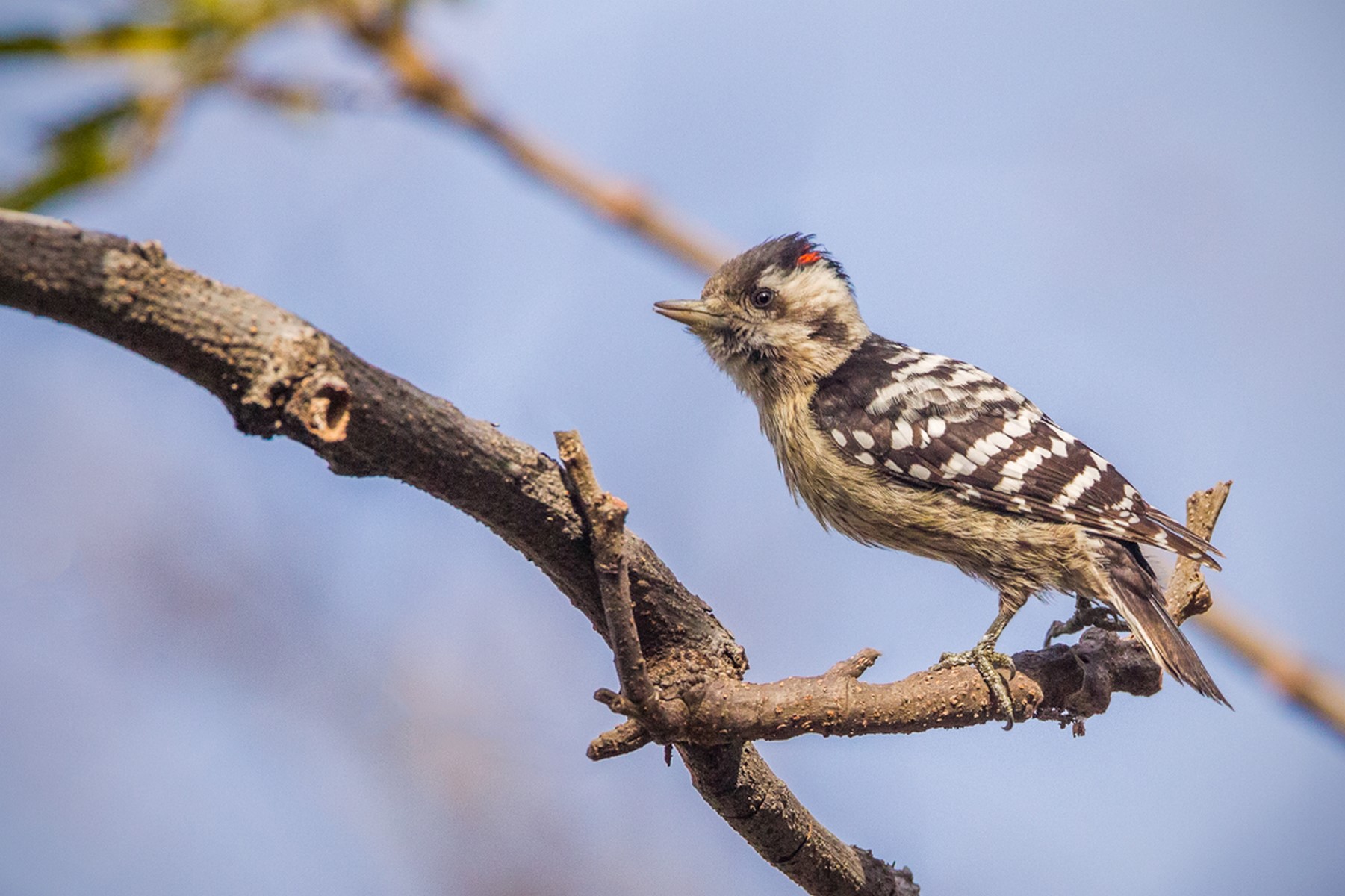 Grey capped pygmy woodpecker