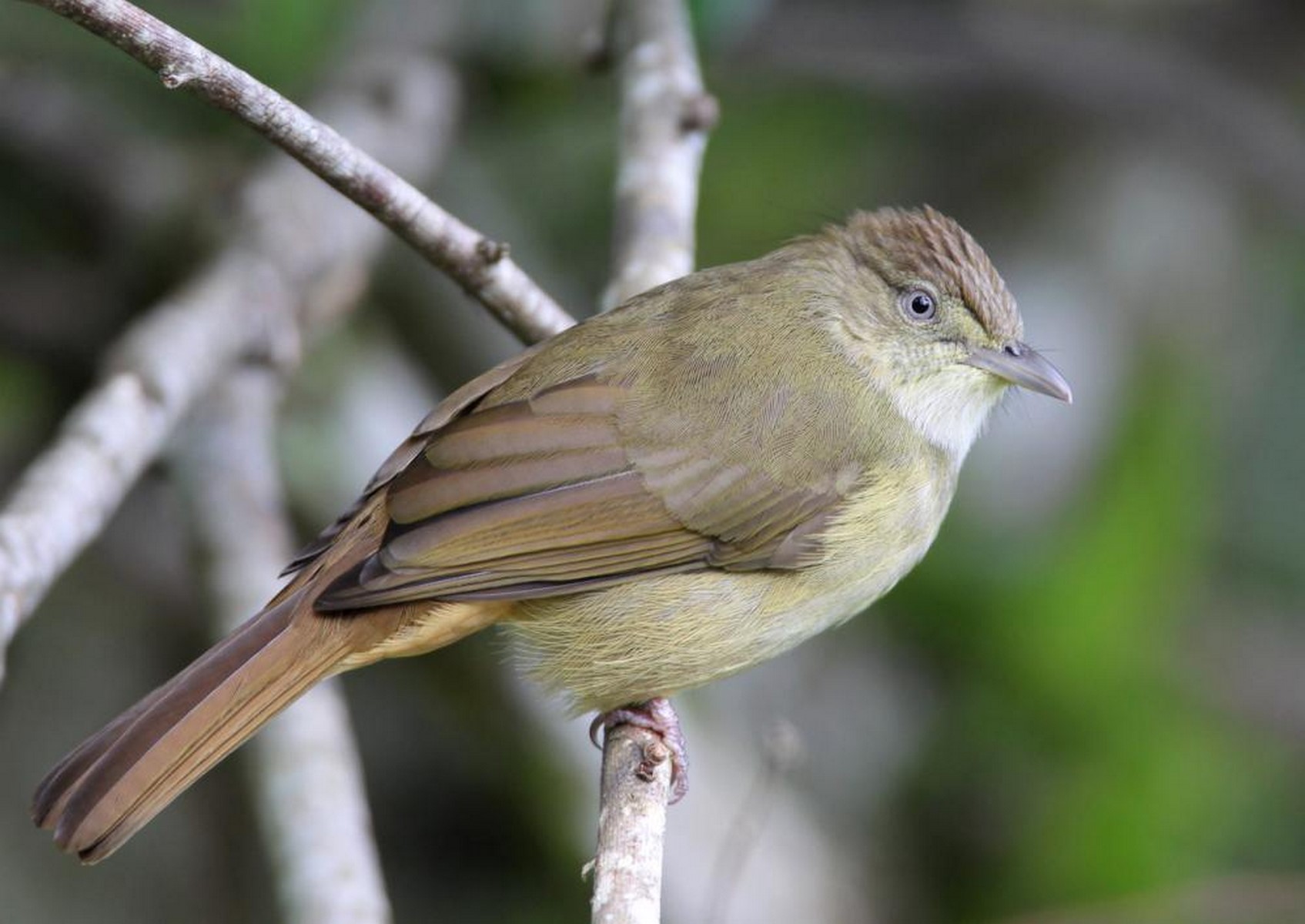 Grey eyed bulbul