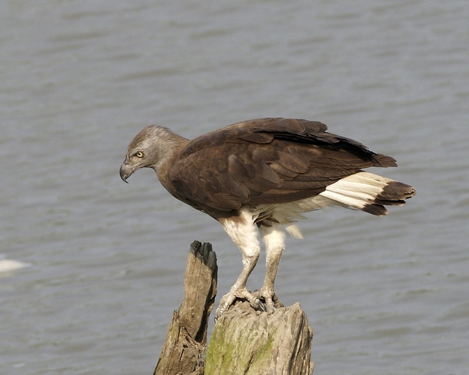 Grey headed fish eagle