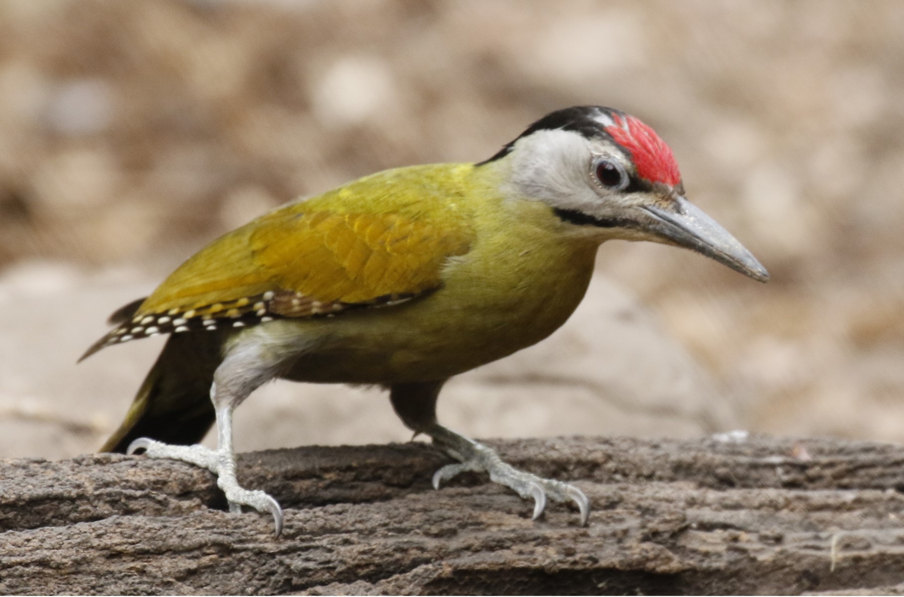 Grey headed wookpecker