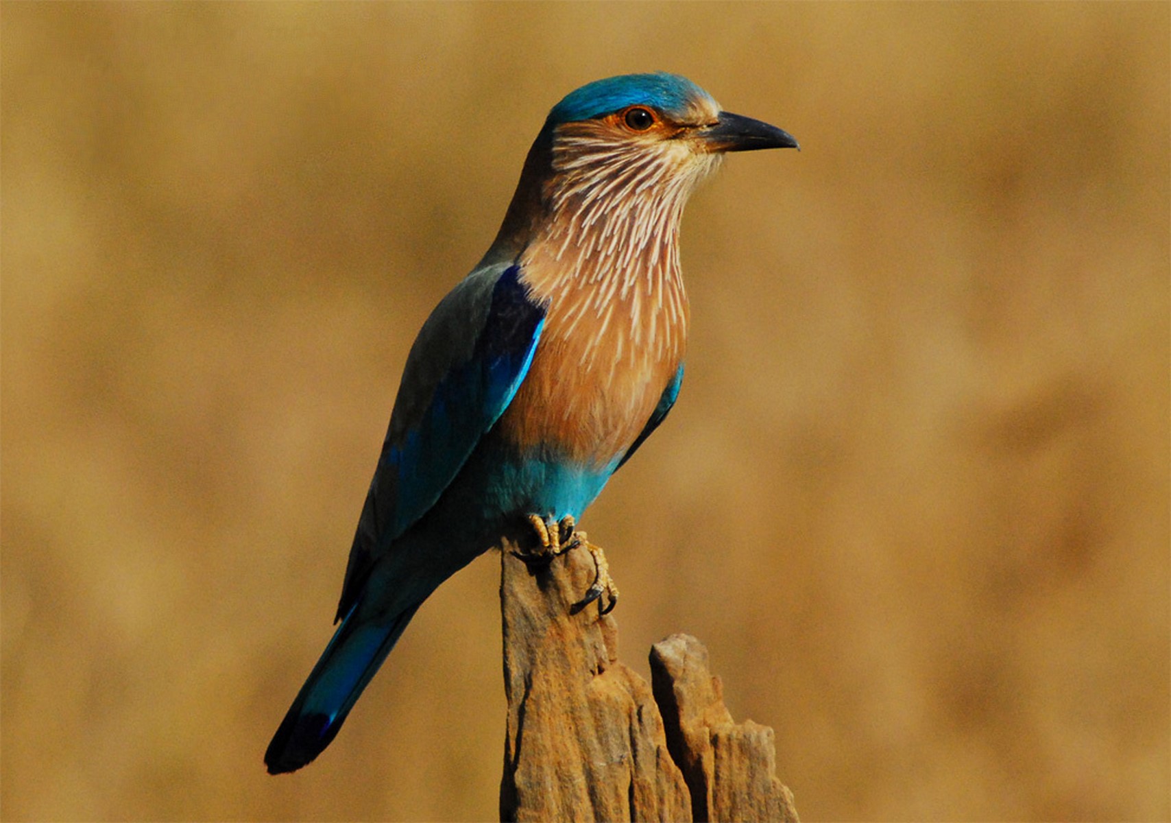 Indian roller