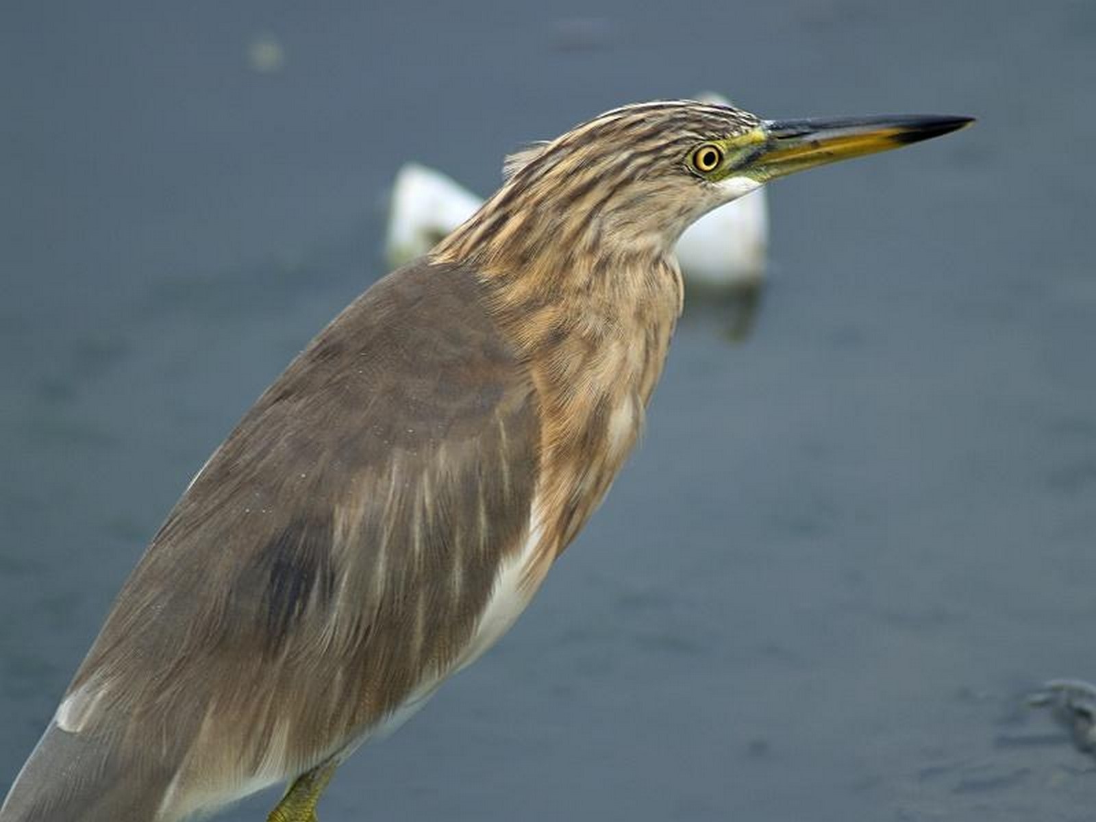 Javan pond heron