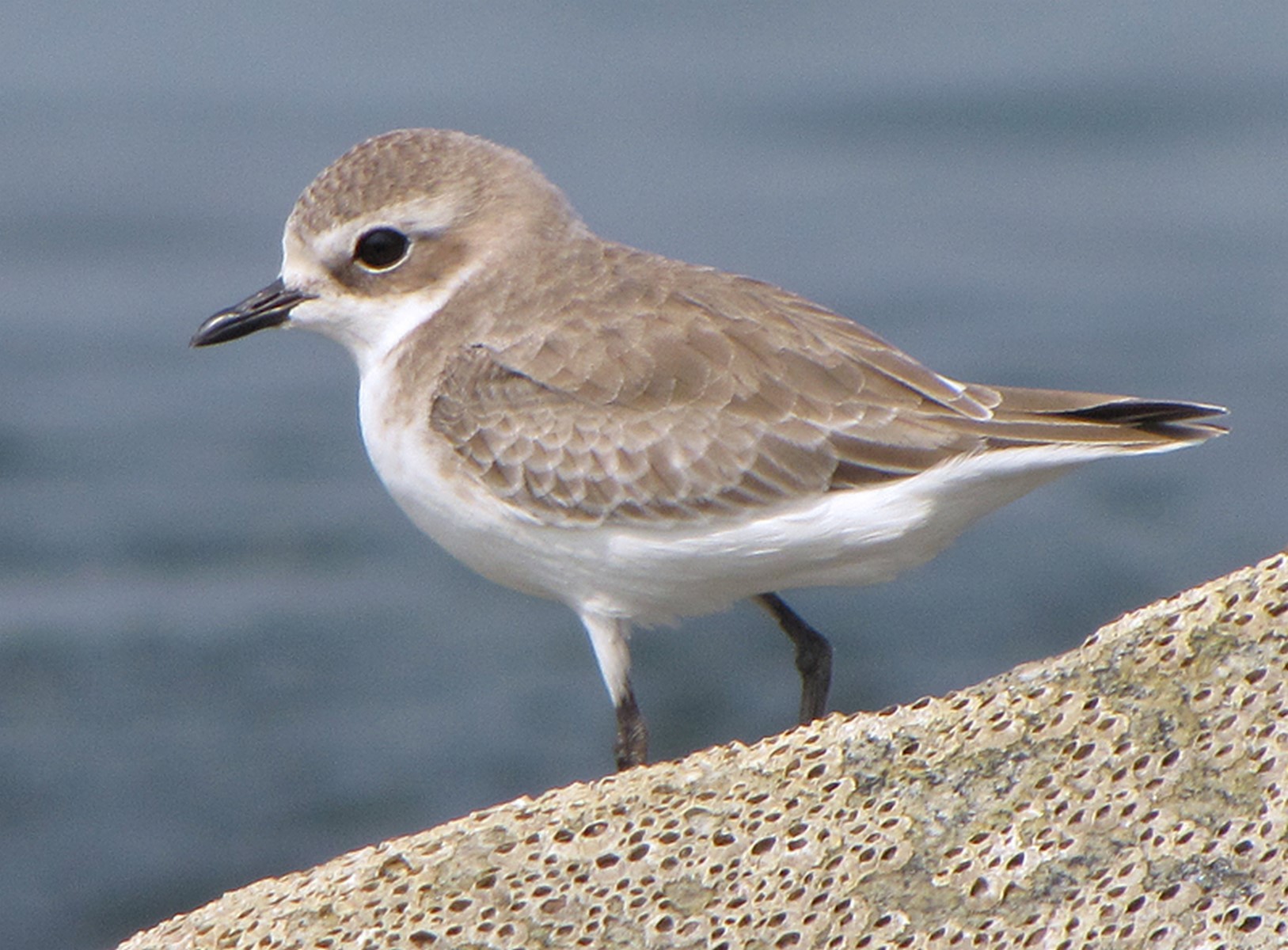 Kenish plover