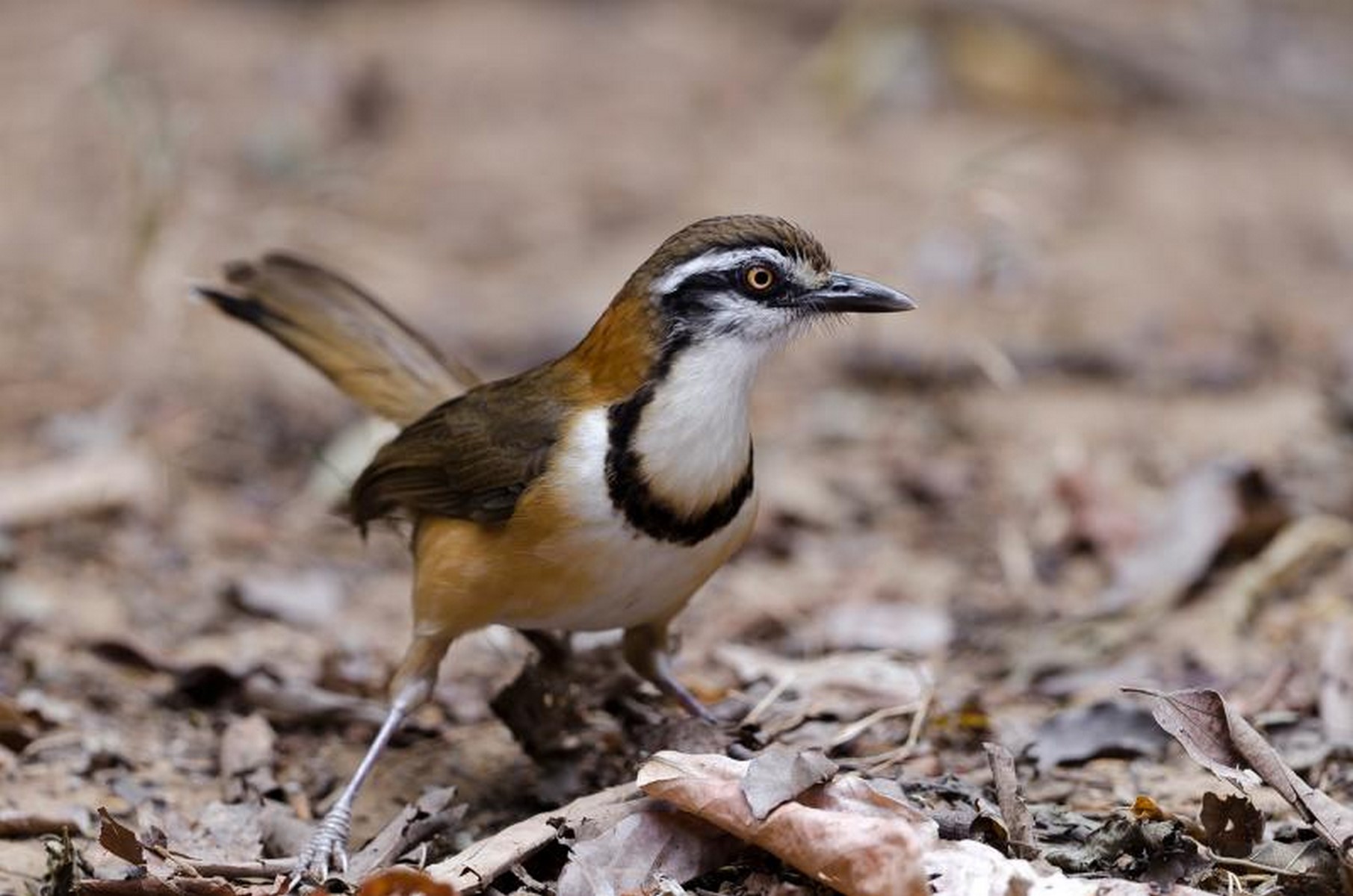 Lesser necklaced luaghing thrush