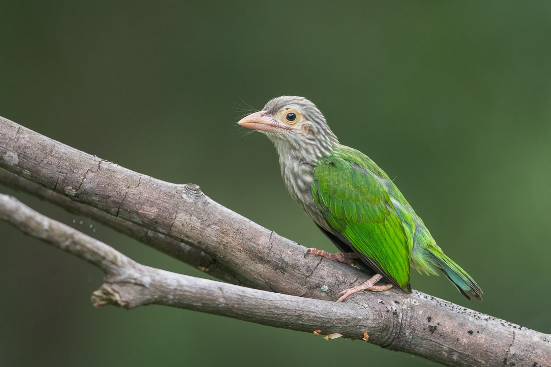 Linneated Barbet