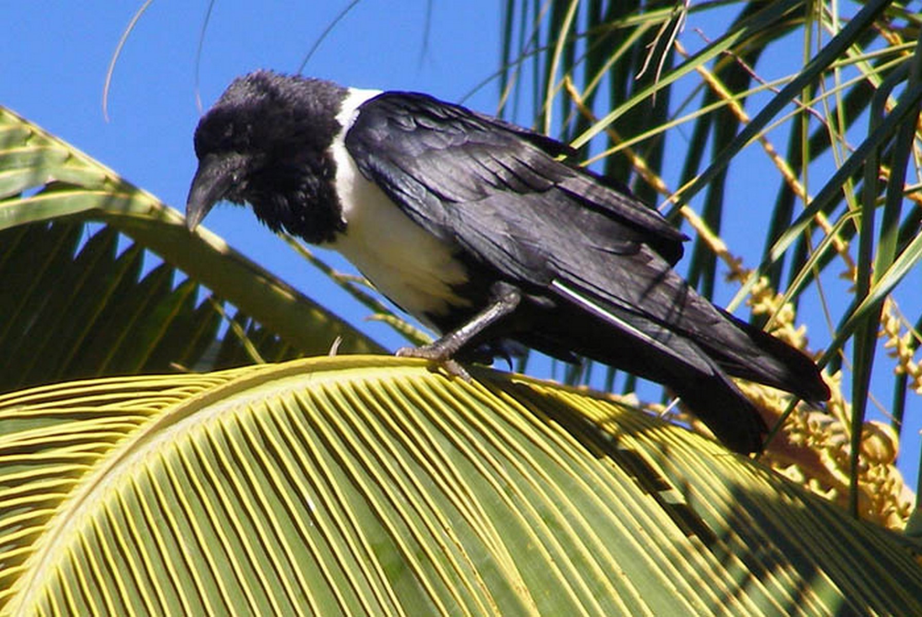 Magpie Crow