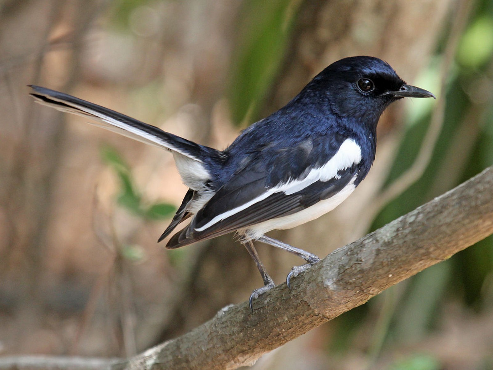 Magpie robin