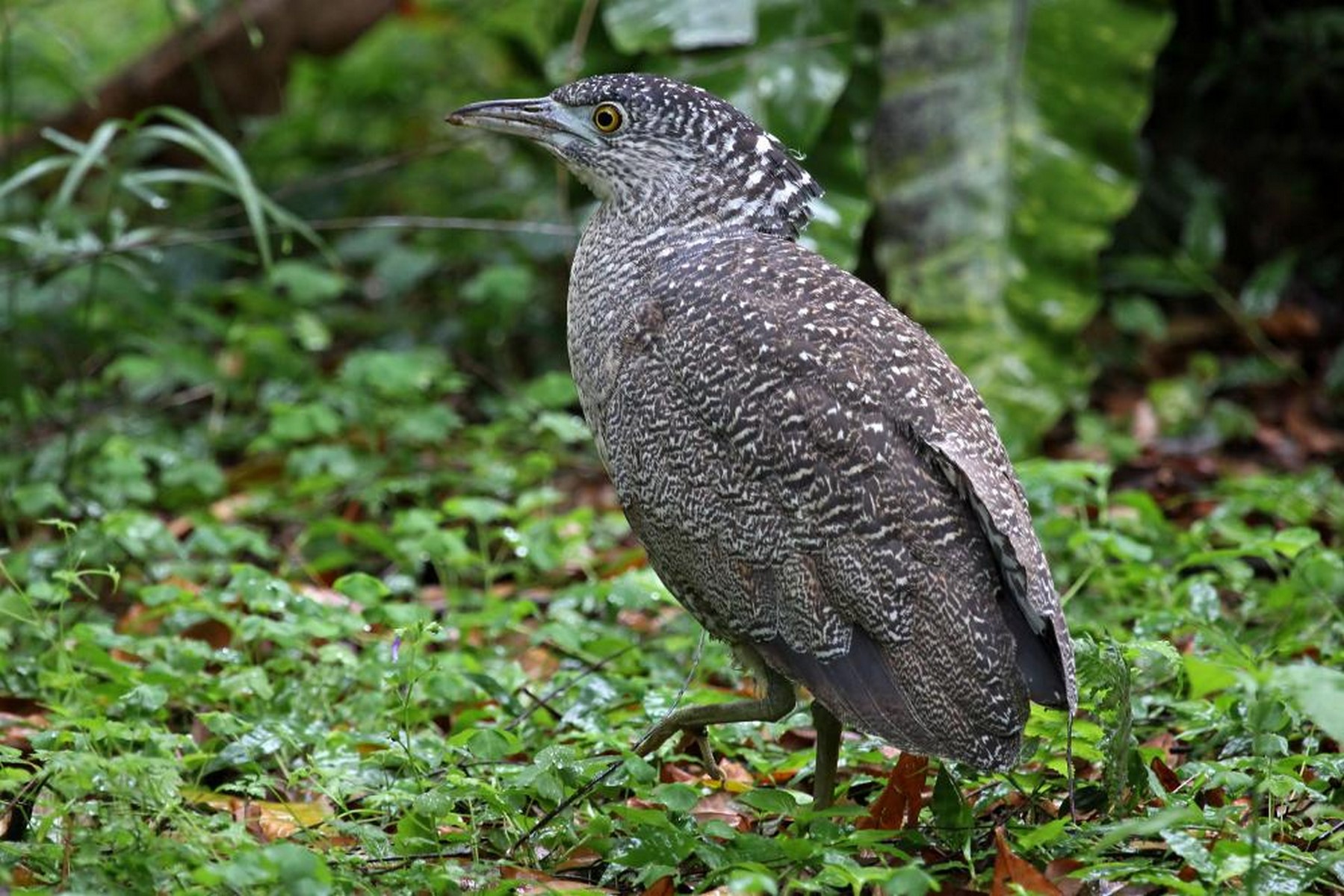 Malayan night heron