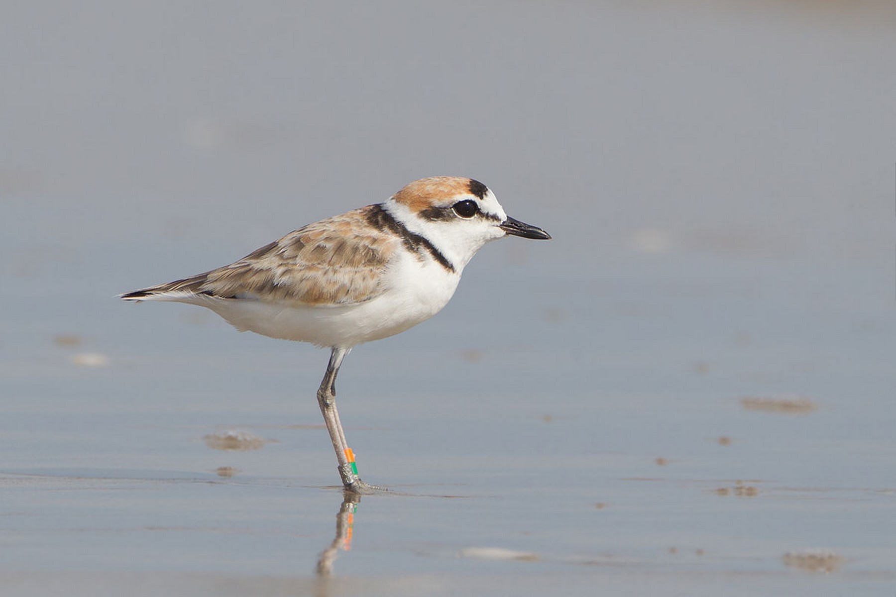 Malayan plover