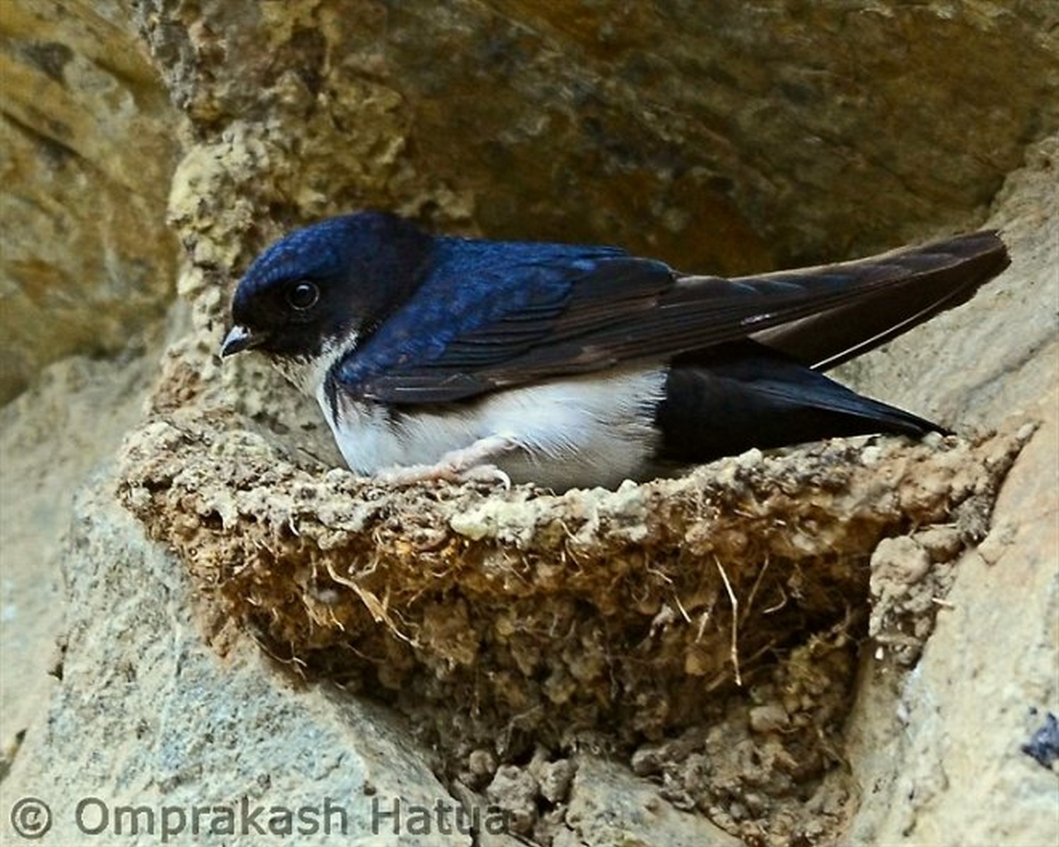 Nepal house martin