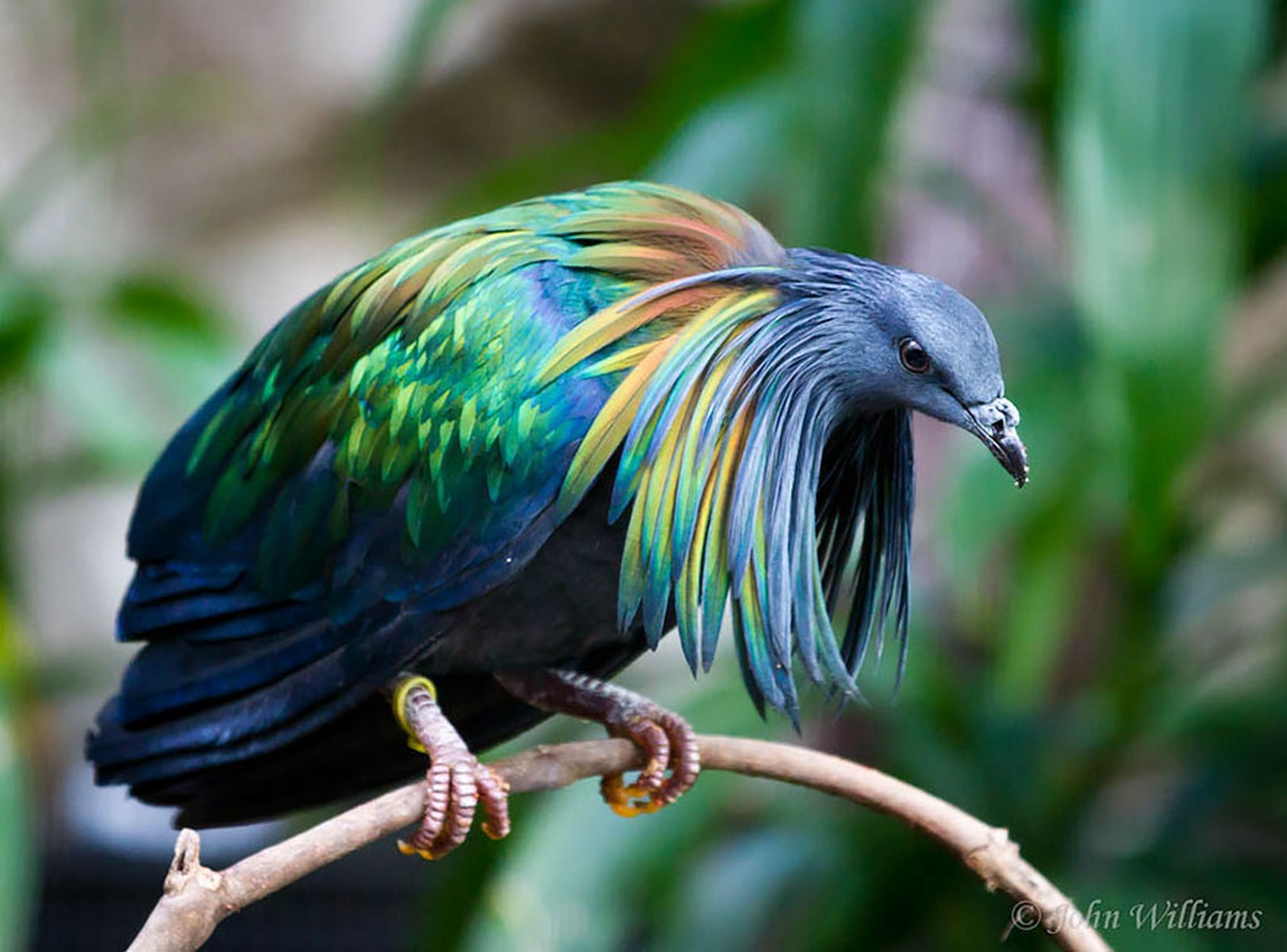 Nicobar pigeon