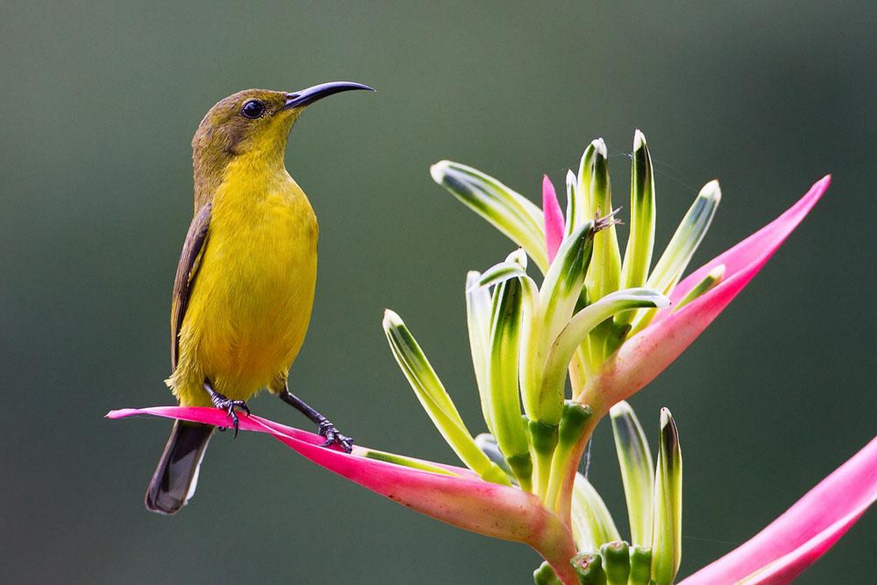 Olive backed Sunbird