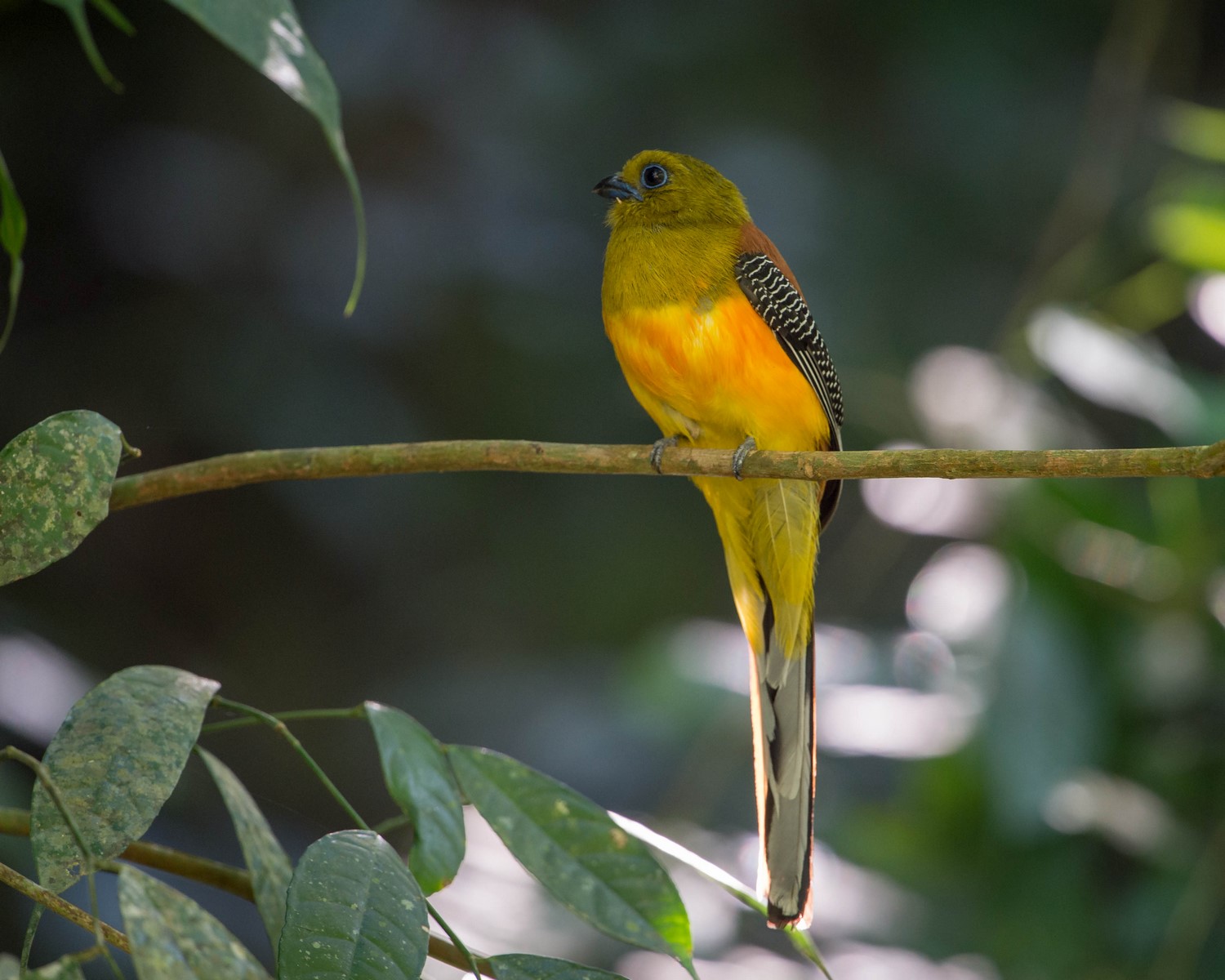 Orange Brested Trogon