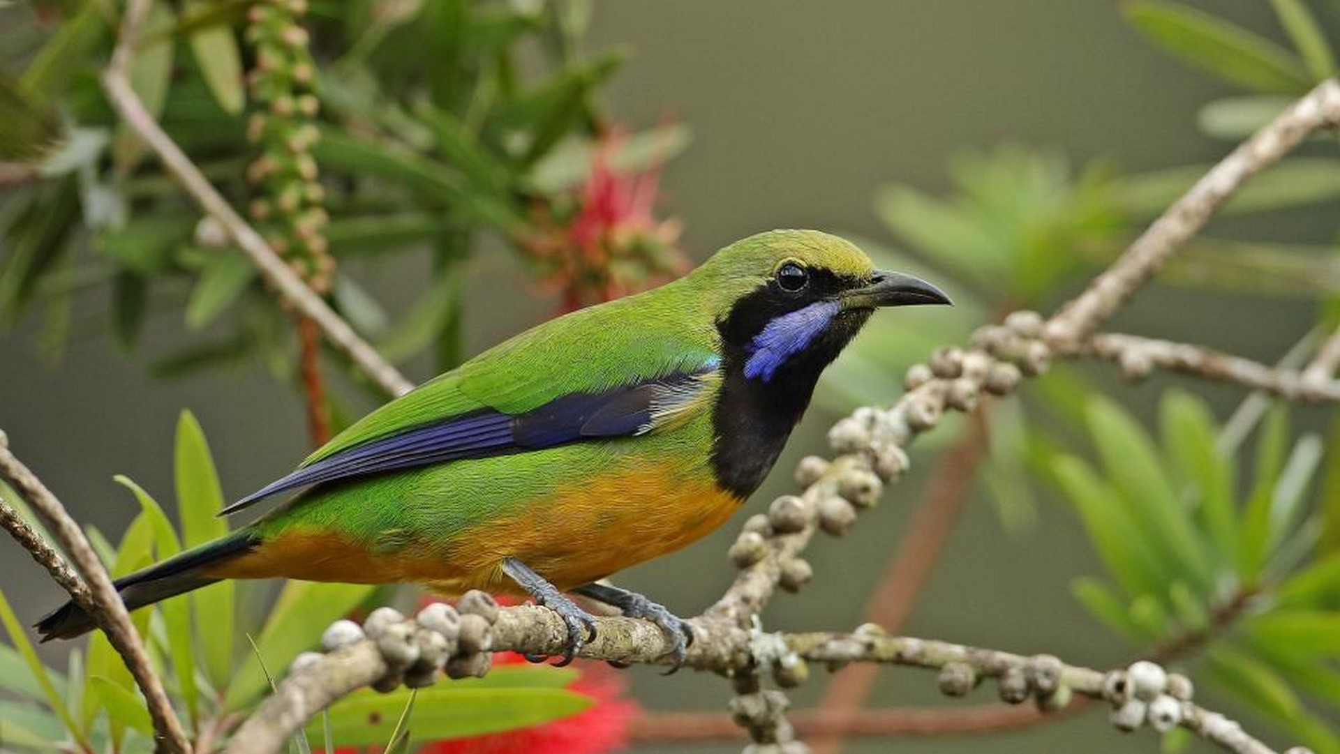 Orange belied Leafbird