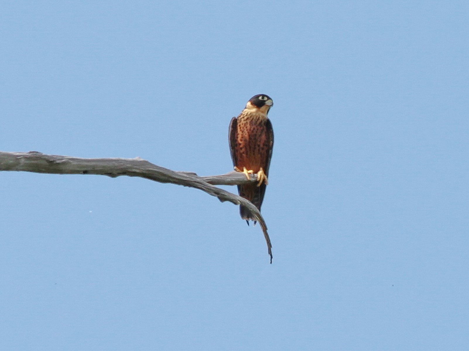 Oriental Hobby Rufous winged Buzzard 