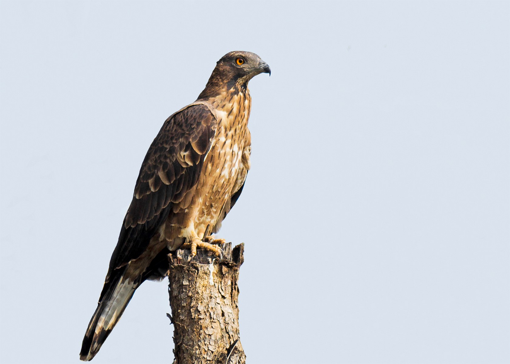 Oriental Honey Buzzard