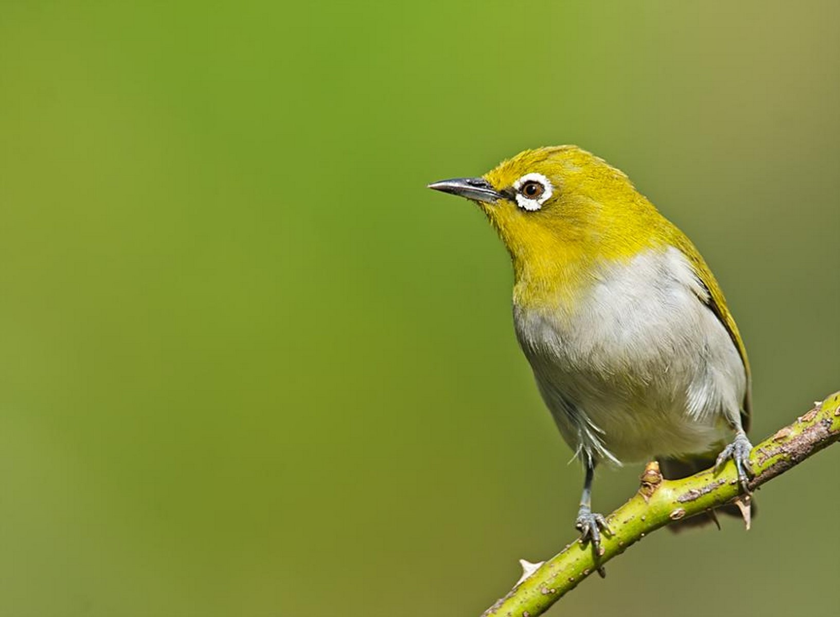 Oriental White Eye