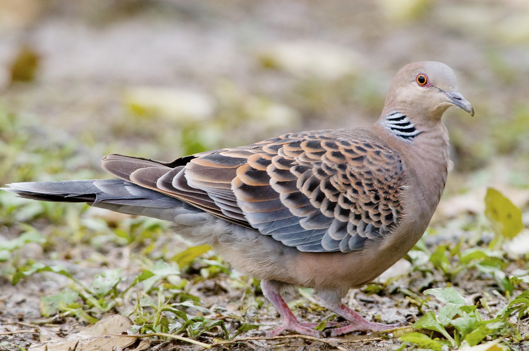 Oriental turtle dove