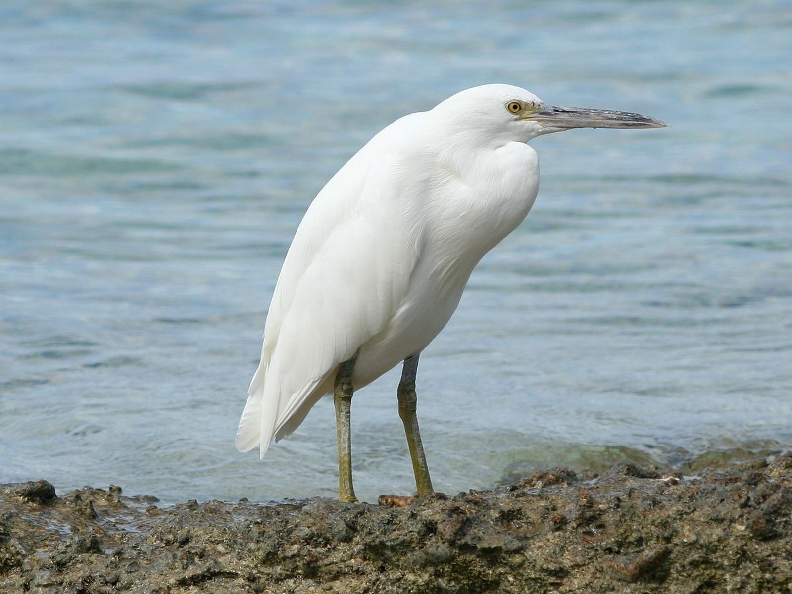 Pacific reef heron