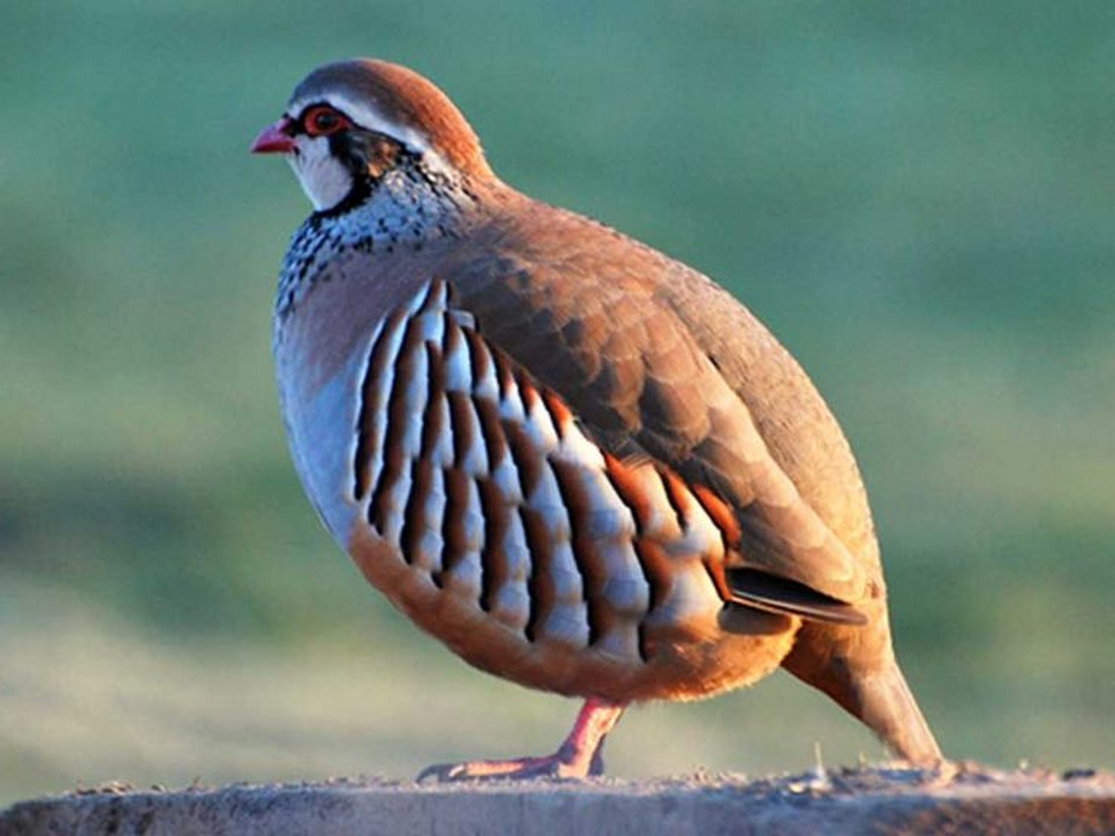 Partridge