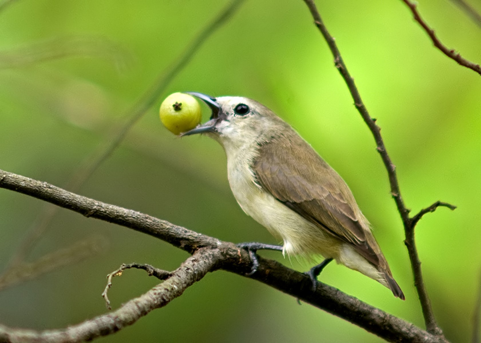 Plain flowerpecker