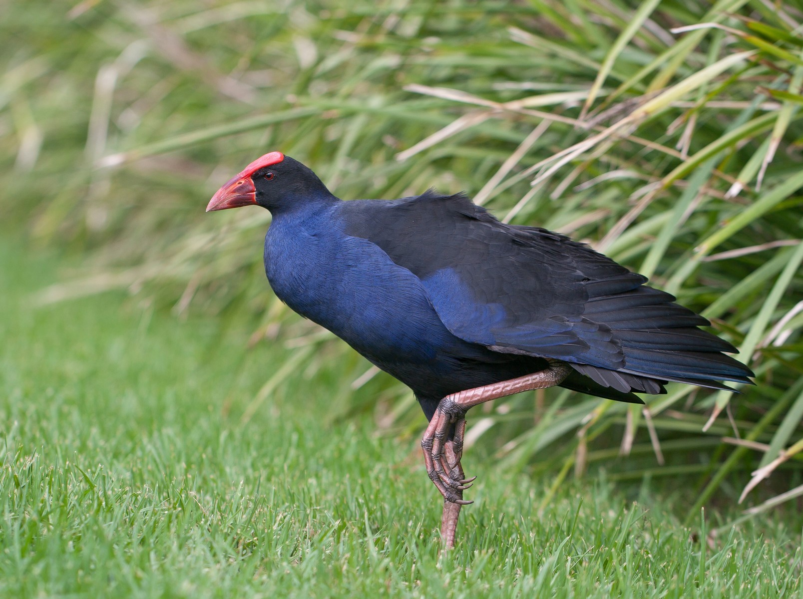 Purple Swamp Hen