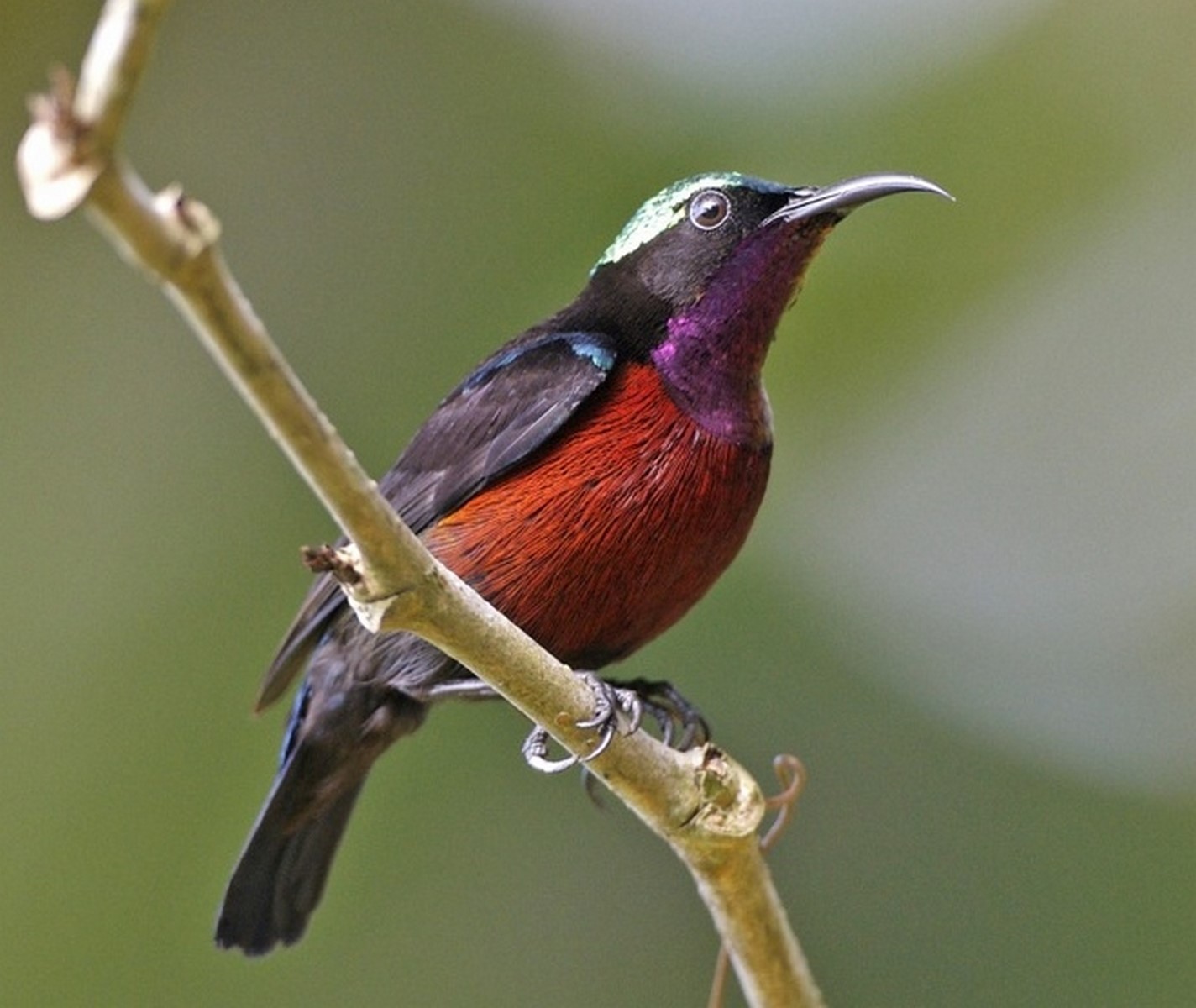 Purple throated sunbird