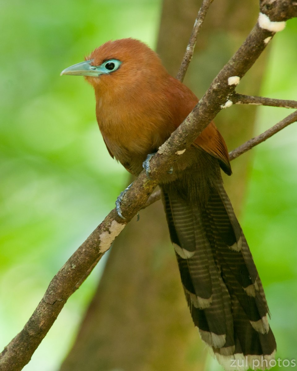 Raffles malkoha