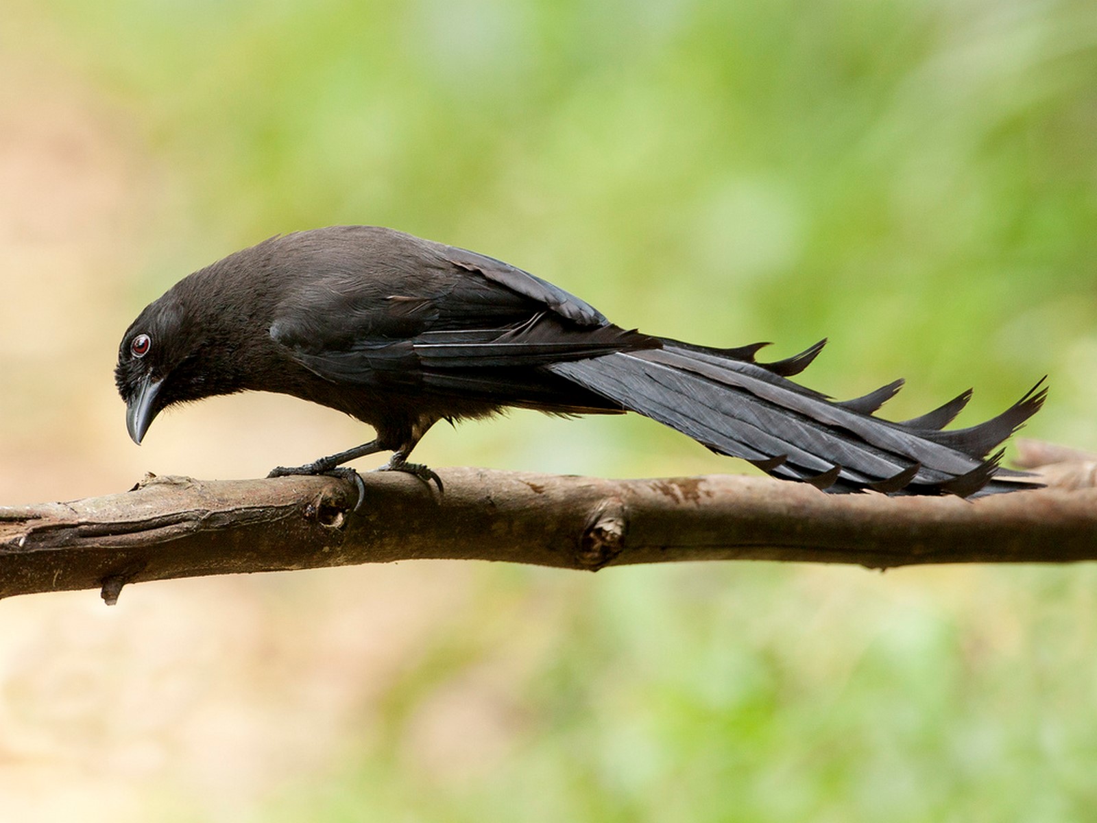 Ratchet tailed treepie