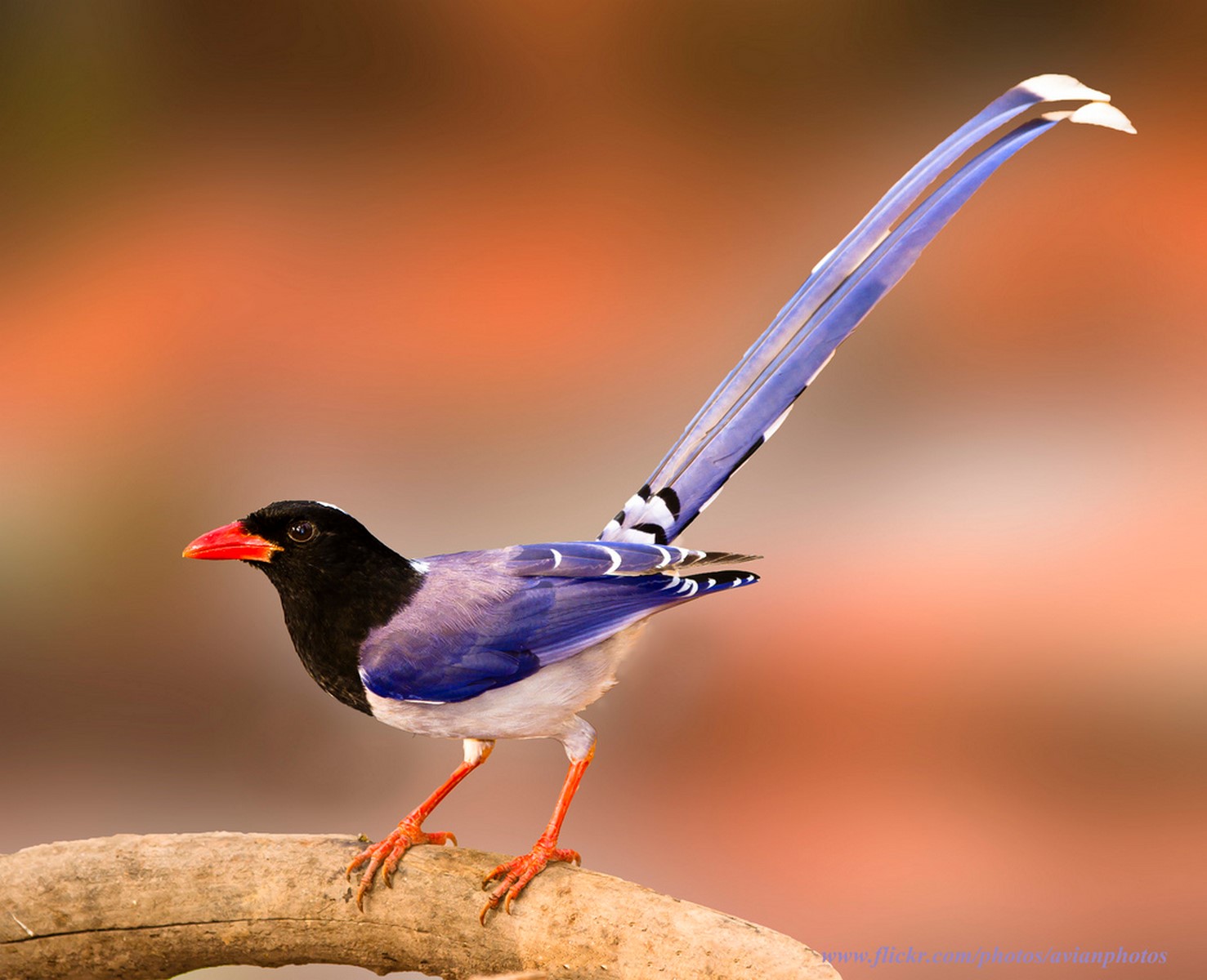 Red billed magpie