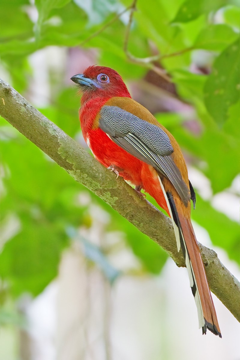 Red headed trogon