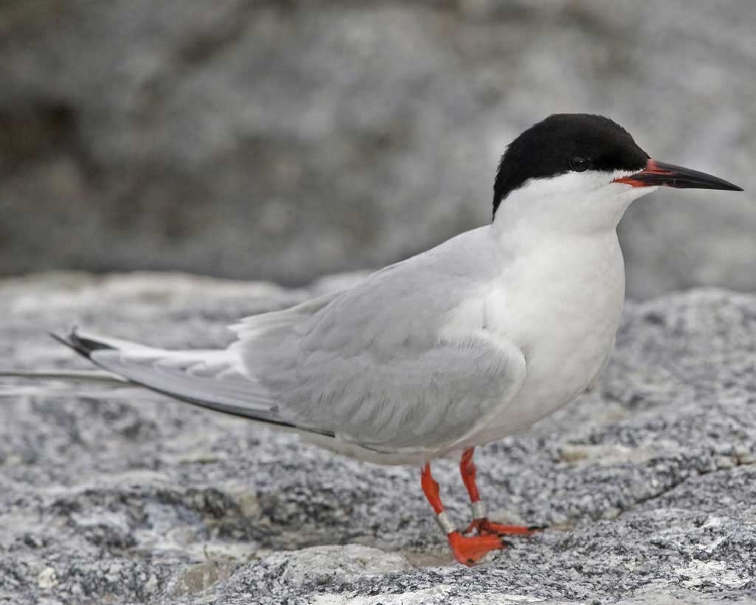 Roseate tern