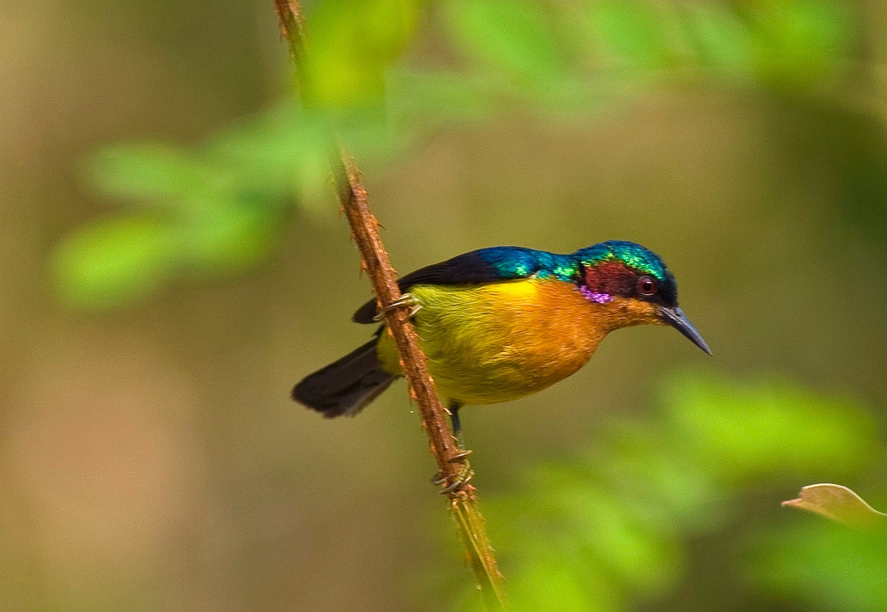 Ruby cheeked sunbird