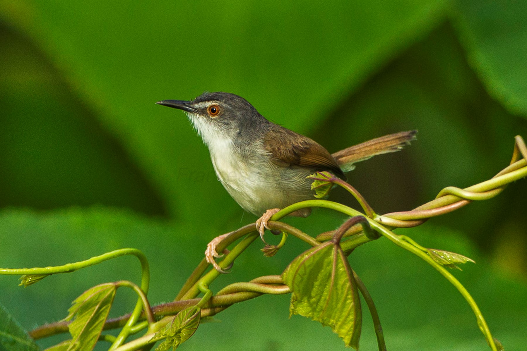 Rufescent Prinia