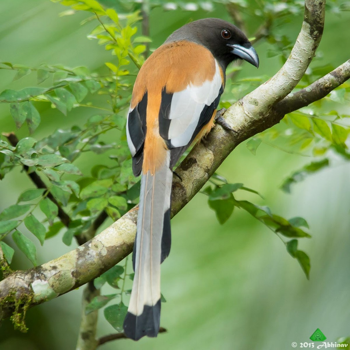 Rufous Treepie