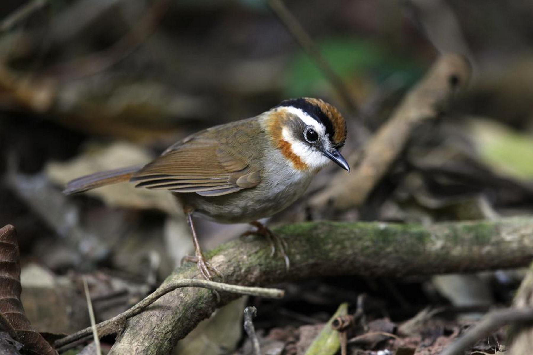 Rufous throated Fulvatta