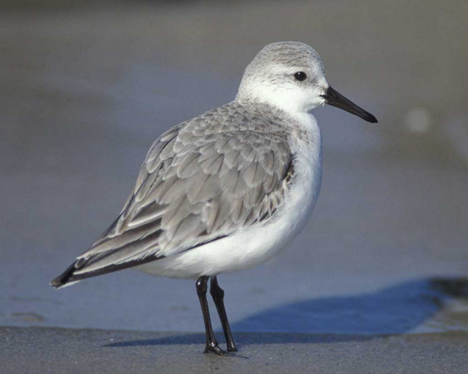 Sanderling