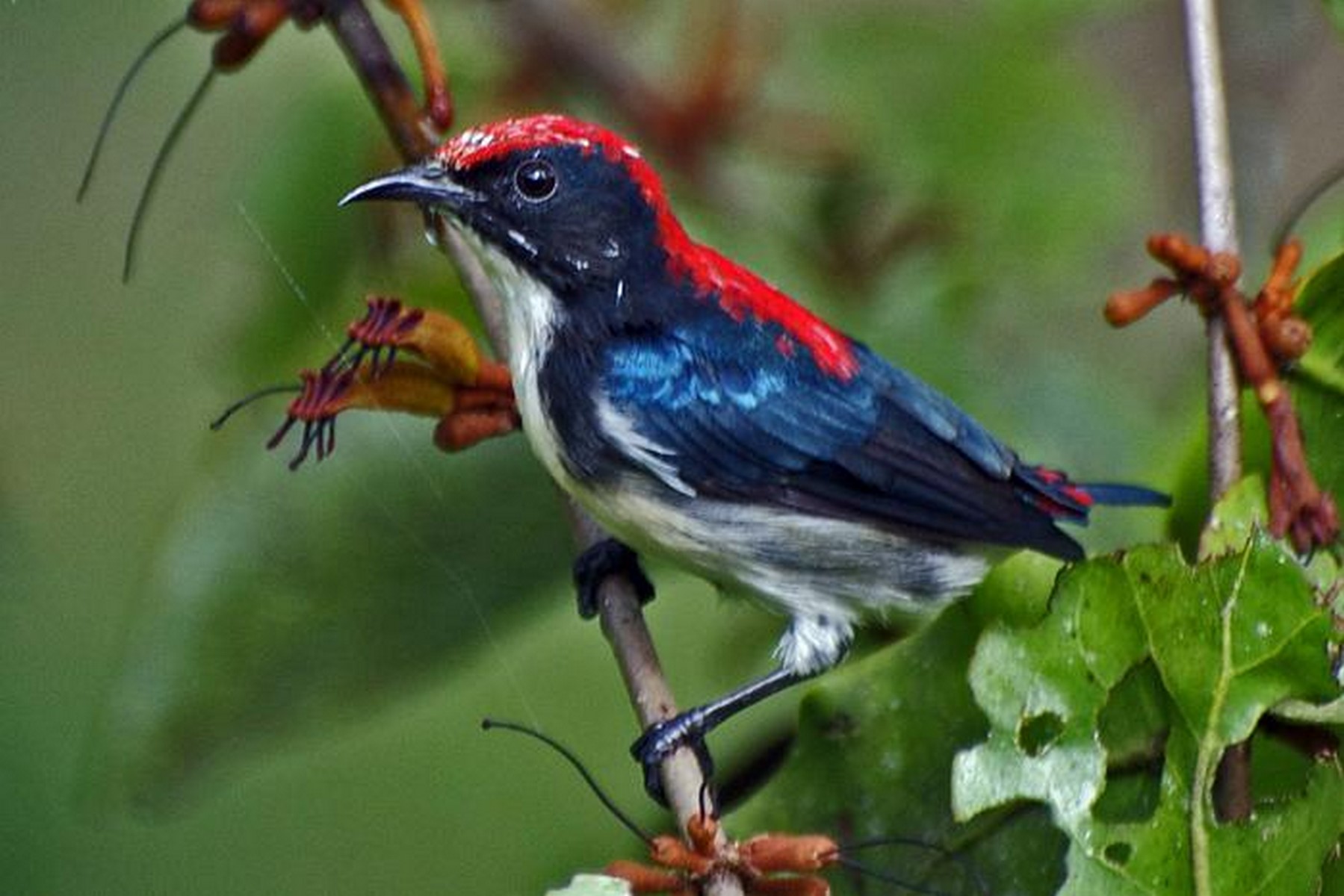 Scarlet backed flowerpecker