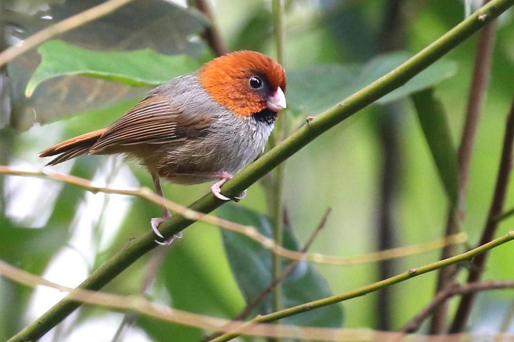 Short tailed Parrotbill