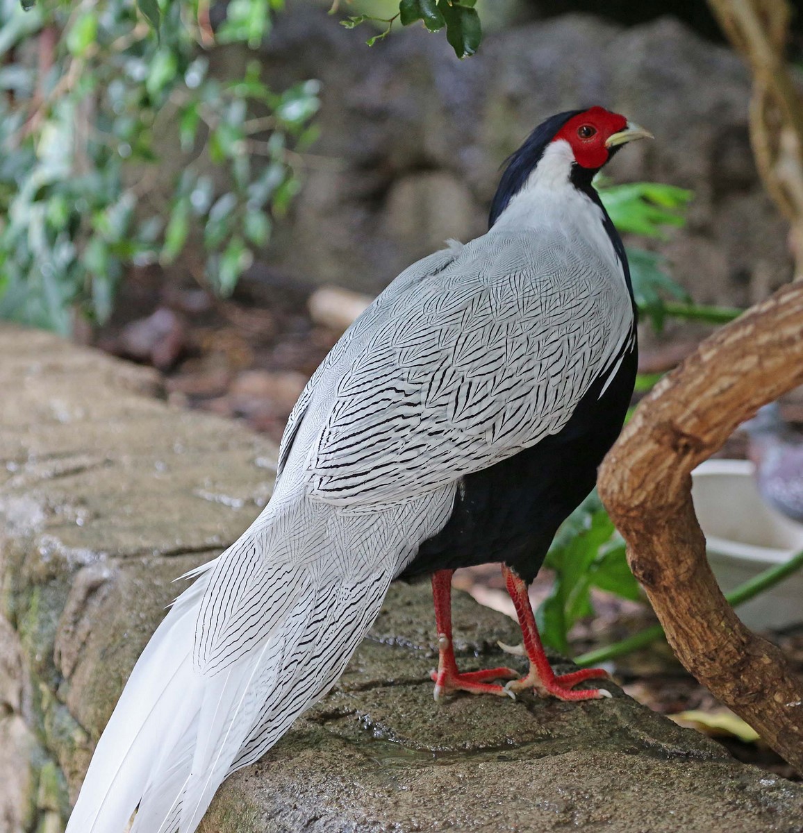 Silver pheasant